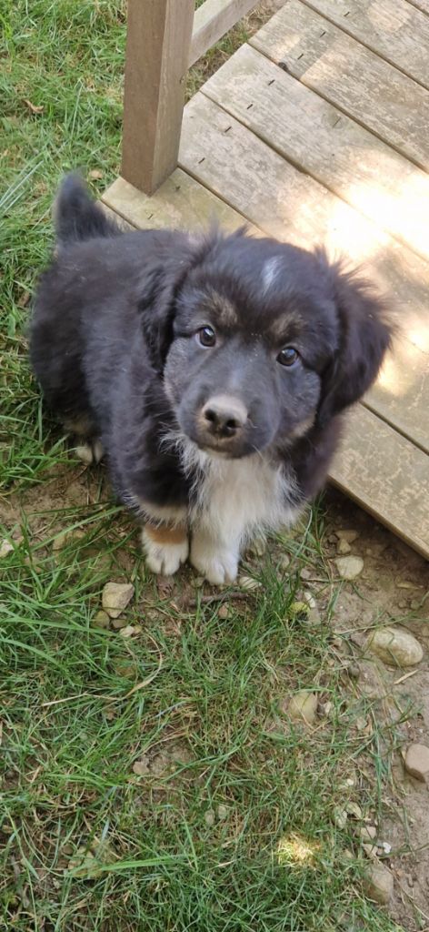 des terres de Maroussia - Chiots disponibles - Berger Américain Miniature 