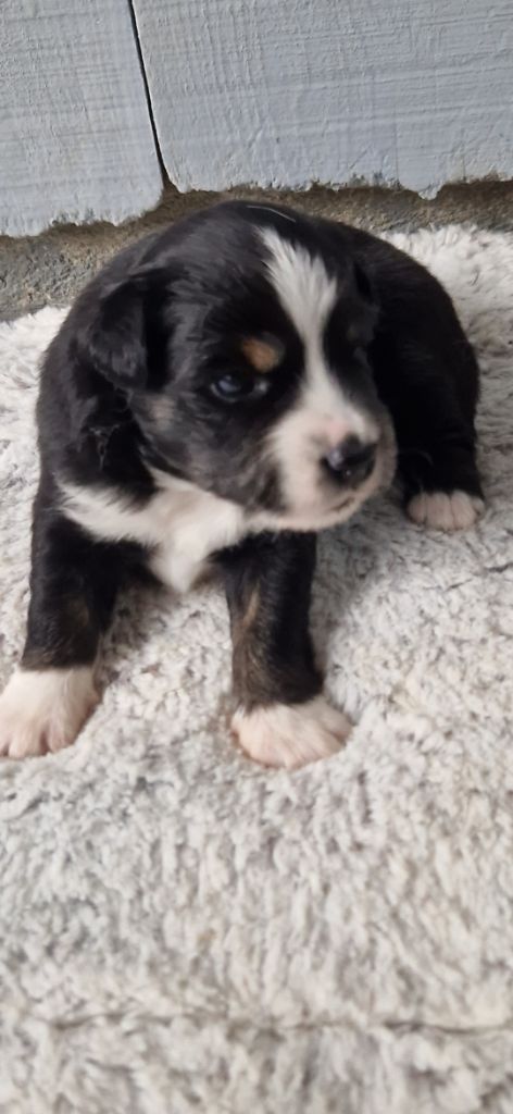 des terres de Maroussia - Chiots disponibles - Berger Américain Miniature 
