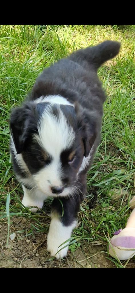 des terres de Maroussia - Chiots disponibles - Berger Américain Miniature 
