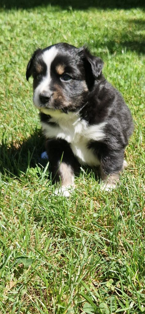 des terres de Maroussia - Chiots disponibles - Berger Américain Miniature 