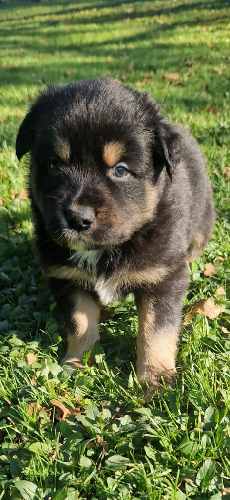 des terres de Maroussia - Chiots disponibles - Berger Américain Miniature 