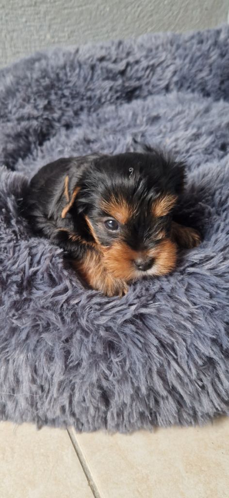 des terres de Maroussia - Chiots disponibles - Yorkshire Terrier